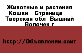 Животные и растения Кошки - Страница 7 . Тверская обл.,Вышний Волочек г.